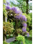 Wisteria floribunda `Multijuga` - `Мультижуга`